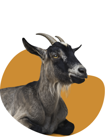 Carefully Chosen Goats